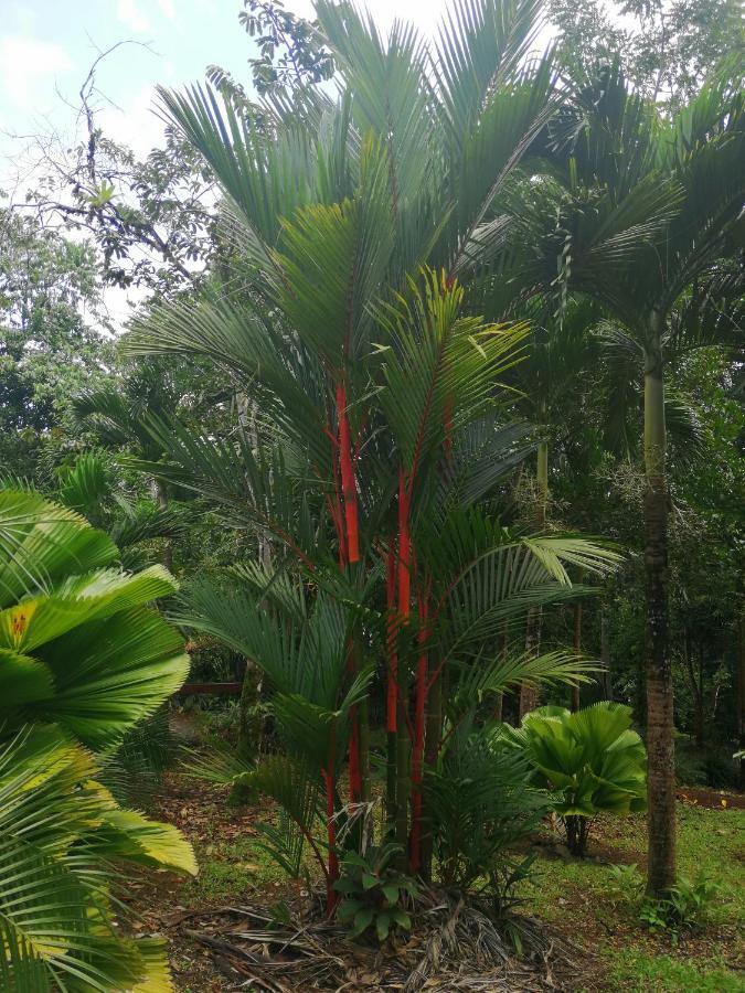 Hotel Valle Azul San Gerardo ภายนอก รูปภาพ